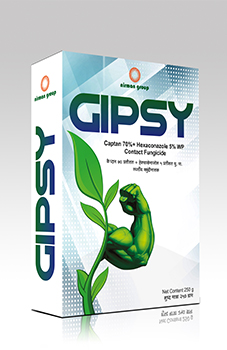 Gipsy
