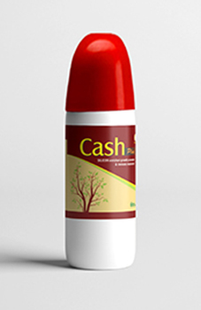 Cash + (Silicon Base) 